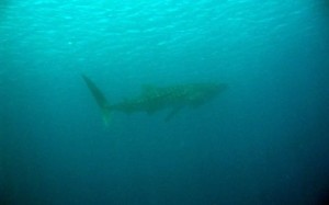 Burada ki birinci haftamı doldurdum, iki gün önce whale shark