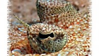 Yukarıdaki fotoğraf Bothus Pantherinus, ingilizce adı Leopard flounder. Panther flounder olarak da biliniyor. Türkçe ismini bilmiyorum ama leopar dil balığı olarak çevirebiliriz. 1-150 metre derinlik arası dağılım gösteriyorlar. Bu kare Marsa Bareika’da kamp bölgesinde çekildi, kampın hemen önünden dalışa başladığımızda […]
