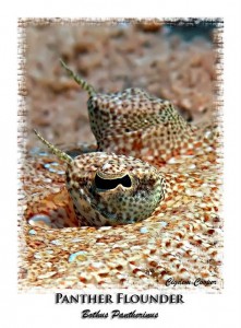 Yukarıdaki fotoğraf Bothus Pantherinus, ingilizce adı Leopard flounder. Panther flounder