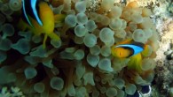 10:11İşte büyük an ve bu yazın ilk Shark Yolanda dalışı. Suya atlamamızla beraber Shark Reef duvarında Snappers(Avcı balığı) ve Batfish(yarasa balığı) sürüsü ile karşılaştık, biraz maviye doğru yol alarak orada da baracuda(baraküda) sürüsü yakaladık. Yolanda reef’e doğru kuvvetli bir akıntıya […]