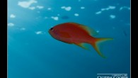 Lyretail anthias Latince adıyla “Pseudanhias squamipinnis” Bir çok ortak adından yaygın olan bazıları gold fish, sea goldies, orange basslet, goldie… Maksimum 15 cm’ye kadar büyüyorlar, zooplankton ile besleniyorlar. Sharm El Sheikh’de en güzel anthias fotoğrafı alabileceğiniz yer Jackson Resif’i. Hani […]