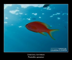 Lyretail anthias Latince adıyla “Pseudanhias squamipinnis” Bir çok ortak adından