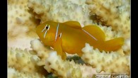 Gobiodon citrinus Latince adıyla “Gobiodon citrinus”. Genellikle Citron goby ya da lemon goby olarak bilinir. 6, 6 cm’ye kadar gelişebiliyor. Fotoğraf Marsa Bareika’da 10-12 metre civarı bir derinlikte çekildi. Çiğdem Cooper lilith.lita@gmail.com