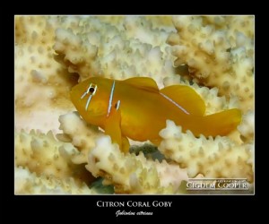 Gobiodon citrinus Latince adıyla “Gobiodon citrinus”. Genellikle Citron goby ya