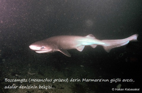Hexanchus griseus, Seattle Aquarium Sixgill Research