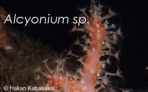 AlcyoniumPalmatum01_1