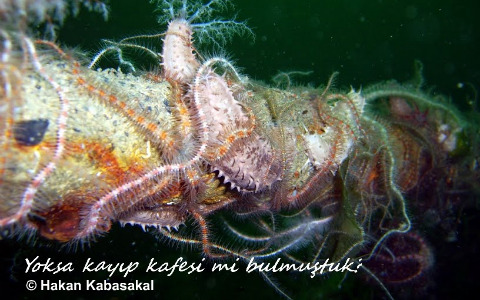 Cucumaria_spp