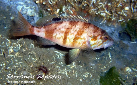 Serranus_hepatus