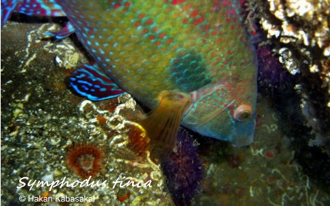 Symphodus_tinca