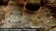   Bu video National Geographic tarafından daha önceden yayınlanmıştır.