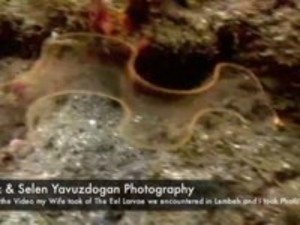   Bu video National Geographic tarafından daha önceden yayınlanmıştır.