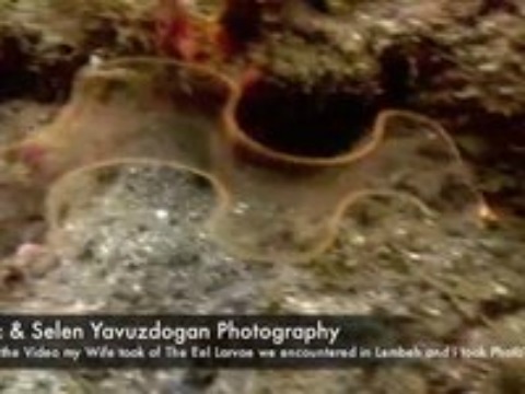   Bu video National Geographic tarafından daha önceden yayınlanmıştır.