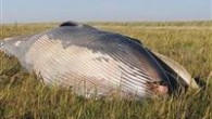 İngiltere’nin doğusunda East Yorkshire’a bağlı Skeffling köyünde 10 metre uzunluğunda dev bir balina bulundu. Denizden yaklaşık bir kilometre uzaklıktaki boş arazide görülen balina ölmüştü. Balinanın kıyıya vurduktan sonra öldüğü anlaşılırken, denizden bir kilometre uzaklıktaki tarlaya nasıl geldiği merak konusu oldu. […]