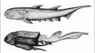 Devoniyen (Devon) (325-280 milyon yıl) : Bu devirde Ostracoderm’den çeşitli balık türleri evrimleşmiştir. Dolayısıyla bir çok bilim adamı tarafından “balık devri” olarak kabul edilmektedir. Bunların bazıları 10 metre kadar büyüklüktedir. Bu formlardan modern kara omurgalıları gelişmiştir. Çünkü kemikli yapılara sahip […]