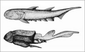Devoniyen (Devon) (325-280 milyon yıl) : Bu devirde Ostracoderm’den çeşitli