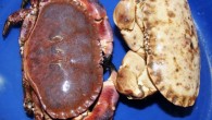 A RARE crab caught by a Blyth fisherman is all white now after being given a new home by an aquarium. The fisherman caught a white edible crab in one of his pots, and he has now given it to […]