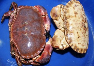 A RARE crab caught by a Blyth fisherman is all