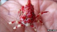 The tiny ‘gibb’s spider crab’ was donated to Newquay’s Blue Reef Aquarium earlier this summer by a fisherman. The creature is so rare a marine life expert was needed to identify it. Matt Slater, curator at the aquarium, said the […]