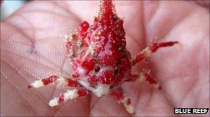 The tiny ‘gibb’s spider crab’ was donated to Newquay’s Blue