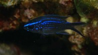 Papaz balığı yada afili ismi ile Chromis chromis. Denizlerimizde sıkça bulunur, 50 metreye kadar derinliklerde dibi kayalık ve kovuklu yerlerde sürüler halinde yaşar. Yetişkin hali siyah / füme renktedir. Fotoğraftaki birey bir yavrudur ve 2-3 cm boyundadır. Büyüdükçe renk değiştirirler. […]