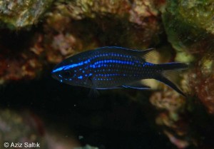 Papaz balığı yada afili ismi ile Chromis chromis. Denizlerimizde sıkça