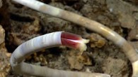 SILVER SPRING, Maryland — Ocean explorers on NOAA Ship Okeanos Explorer observed two species of marine life scientists believe have never before been seen together at a hydrothermal vent — chemosynthetic shrimp and tubeworms. They also observed the first known […]