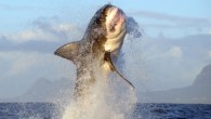 Marine researchers in South Africa had a narrow escape after a three-metre-long great white shark breached the surface of the sea and leapt into their boat, becoming trapped on deck for more than an hour. The incident occurred while the […]