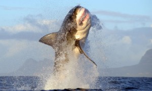 Marine researchers in South Africa had a narrow escape after