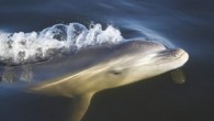 MELBOURNE, Victoria — They’re one of the most intelligent marine mammals, well known for their inquisitive and playful nature and now, following an amazing discovery by a Monash University researcher, Victoria’s dolphins have been formally recognised as a new species. […]