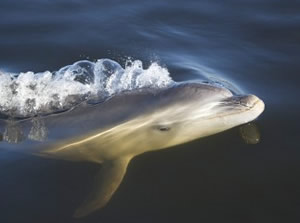 MELBOURNE, Victoria — They’re one of the most intelligent marine
