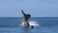 These jaw-dropping photos are a stunning tribute to one man’s 30-year journey alongside the greatest marine giants on the planet. In some, researchers get scarily close to a 50-foot Southern Right Whale as it waves its tail above the water. […]