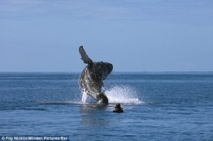 These jaw-dropping photos are a stunning tribute to one man’s