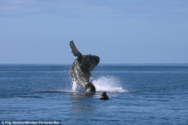 These jaw-dropping photos are a stunning tribute to one man’s