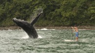 These two paddle boarders were hoping to catch a wave – but they ended up snatching a glimpse of a stunning humpback whale. The thrill-seekers had paddled out into the ocean at a little known surf spot in Nuqui, Colombia, […]
