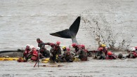 A 15-ton Minke whale calf has been successfully saved by rescuers after becoming beached in a shallow dock this morning. The 30ft mammal became beached in Immingham Docks, near Grimsby, Lincolnshire, after it became startled and lost its mother. The […]