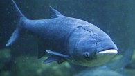 CHICAGO, IL (WTAQ) – Federal officials say they’ll turn up the power on an electrical barrier designed to keep the invasive Asian carp out of the Great Lakes. The Army Corps of Engineers said Friday it would increase the electrical […]