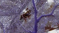 GLAND, Switzerland — As part of the IUCN 2011 Underwater Photographer of the Year Contest, IUCN received 132 photographs of exceptional quality and creativity. Congratulations to the three winners: William Goodwin, Andre Seale and Lill Haugen. The overall winner is […]