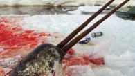Ottawa wants to resolve a simmering dispute with Nunavut communities over the export of Narwhal ivory, the federal fisheries minister said, during an annual meeting in Iqaluit this week. Keith Ashfield, the Minister of Fisheries and Oceans, said the restrictions […]