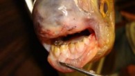 LAKE WYLIE, SC (WBTV) – A fishing trip on Lake Wylie went a little differently than one Clover man planned when the fish he caught bit him with human-like teeth. Frank Yarborough went fishing along Lake Wylie on September 6th […]