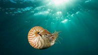 A chambered nautilus swam near Gnemelis Drop-Off, Palau, in the southwestern Pacific. Marine biologists have begun to consider whether it should be listed as an endangered species. By WILLIAM J. BROAD Published: October 24, 2011 It is a living fossil […]