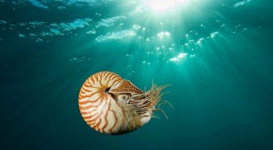 A chambered nautilus swam near Gnemelis Drop-Off, Palau, in the