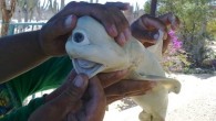 An albino, one-eyed shark fetus removed from a pregnant bull shark captured recently in the Sea of Cortez was one of 10 babies inside the large predator. All others were normal in color and appearance. A story with very few […]