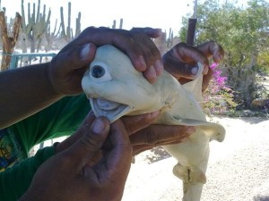 An albino, one-eyed shark fetus removed from a pregnant bull