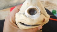 California körfezinde yakalanan hamile bir köpekbalığının karnından çıkarılan fetüs türünün diğer örneklerine hiç benzemiyor. Temmuz’da yakalanan balık o günden bu yana ilgi odağı oldu. Tek gözlü ve albino olduğu anlaşılan balık görenleri şaşkına çeviriyor. Uzmanlar normal bir doğumla dünyaya gelse […]