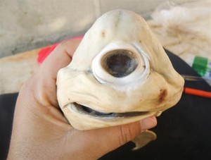 California körfezinde yakalanan hamile bir köpekbalığının karnından çıkarılan fetüs türünün