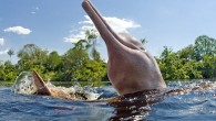 Pink river dolphins maybe extremely rare and potentially endangered, but that did not stop this one making a splash and showing off for the cameras. The agile eight-foot-long creature somehow managed to flip its 25 stone body on to its […]
