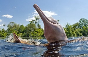 Pink river dolphins maybe extremely rare and potentially endangered, but