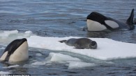 The seal feels perfectly safe lying on the Antarctic ice even if it is surrounded by a pod of killer whales. But within minutes it has been knocked into the water in a clever team tactic before being killed. These […]