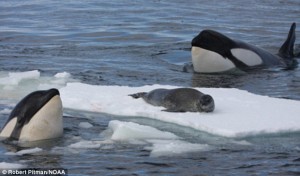 The seal feels perfectly safe lying on the Antarctic ice