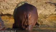 How did the crocodile cross the lake? He hopped on the back of a hippo to get to the other side. It may sound like a joke but these amazing pictures from Tanzania capture a crazy croc doing just that. […]